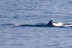 Balaenoptera borealis