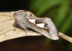 Antiophlebia bracteata