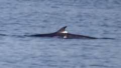 Balaenoptera borealis