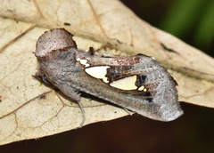 Antiophlebia bracteata