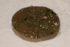Clypeaster humilis
