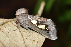 Antiophlebia bracteata