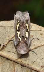 Antiophlebia bracteata