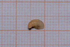 Capulus ungaricus