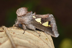 Antiophlebia bracteata