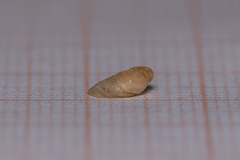 Capulus ungaricus