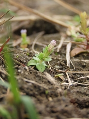 Gentiana tenuissima