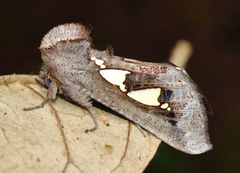 Antiophlebia bracteata