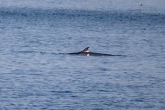 Balaenoptera borealis