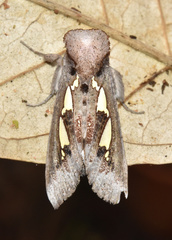 Antiophlebia bracteata