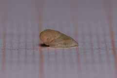Capulus ungaricus