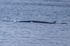 Balaenoptera borealis