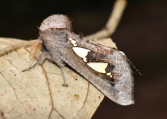 Antiophlebia bracteata