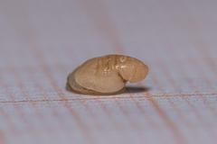 Capulus ungaricus