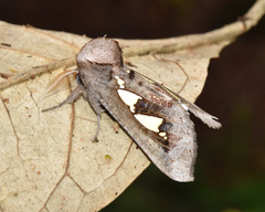 Antiophlebia bracteata