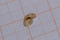 Capulus ungaricus
