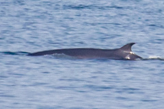 Balaenoptera borealis