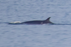 Balaenoptera borealis