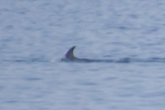 Balaenoptera borealis