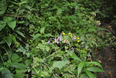 Corydalis pseudomucronata
