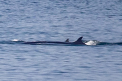 Balaenoptera borealis