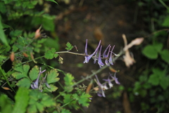 Corydalis pseudomucronata