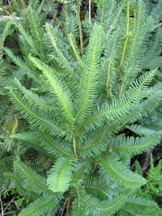 Sticherus cryptocarpus
