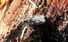 Semioscopis oculella