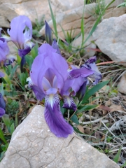 Iris lutescens