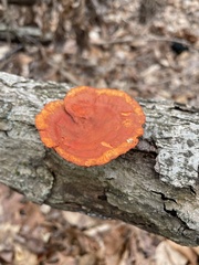 Trametes cinnabarina