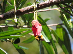 Crinodendron hookerianum