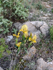 Iris lutescens