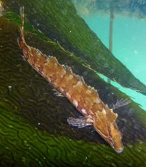 Striped Kelpfish photo 4