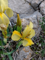 Iris lutescens