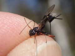 Pimpla turionellae