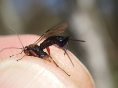 Pimpla turionellae