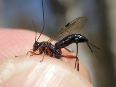 Pimpla turionellae