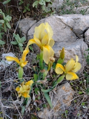 Iris lutescens