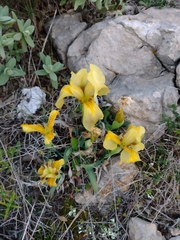 Iris lutescens