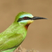 Blue-cheeked Bee-Eater - Photo (c) Matthieu Gauvain, some rights reserved (CC BY-NC), uploaded by Matthieu Gauvain