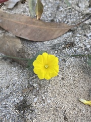 Camonea
