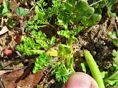 Sceptridium lunarioides