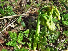 Sceptridium lunarioides