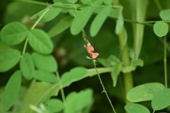 Indigofera subulata