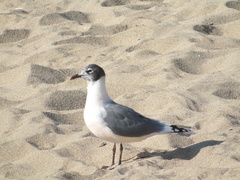 Leucophaeus pipixcan