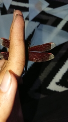 Neurothemis terminata