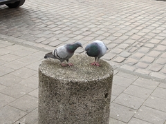 Columba livia domestica