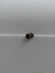 Anthrenus pimpinellae