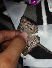 Junonia atlites