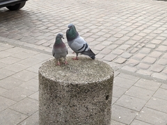 Columba livia domestica